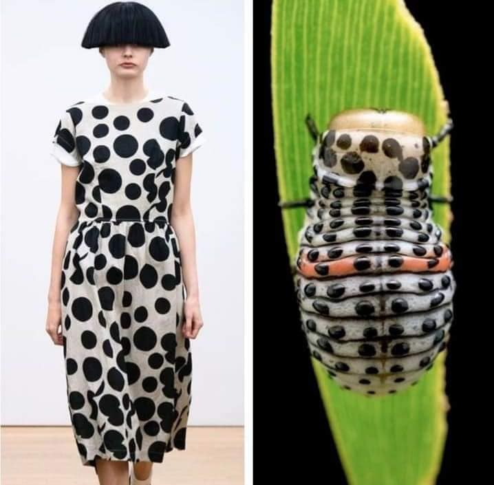 Desain Kostum Kocak Yang Terinspirasi Dari Serangga Ini Bikin Ngakak